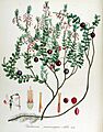 Vaccinium macrocarpon — Flora Batava — Volume v14