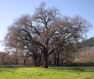 Archivo:Valley oak
