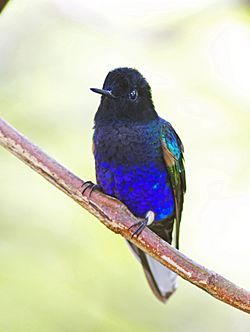 Velvet purple Coronet JCB.jpg