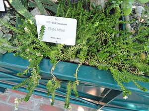 Archivo:Villadia batesii - Botanical Garden in Kaisaniemi, Helsinki - DSC03710