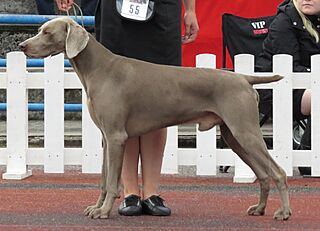Weimaraner in Tallinn 3.JPG