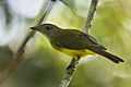 Yellowish Bulbul - Philippines H8O1414 (16864505460)