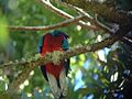 133quetzal