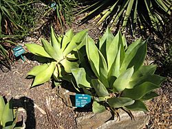 Agave celsii.jpg