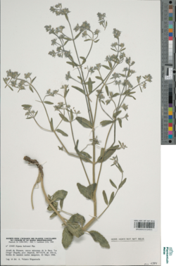 Alcalá de Henares (A. Velasco Negueruela 22-05-1986) Nepeta beltranii.png