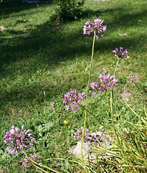 Archivo:Allium lusitanicum ENBLA02
