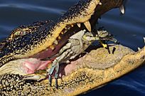American Alligator eating Blue Crab 2