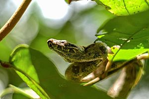 Archivo:Anaconda verde de la amazonia