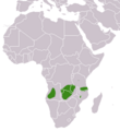 Angolan Genet area