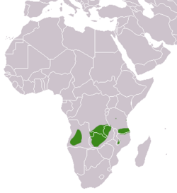 Distribución de la jineta de Angola