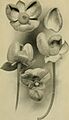 Annual report of the Board of Regents of the Smithsonian Institution (1910) (17816192693)