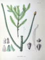 Araucaria excelsa SZ140