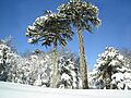 Araucaria in Conguillio