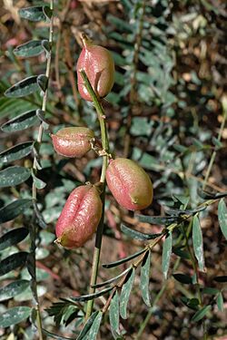 Astragalus oocarpus.jpg