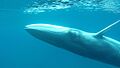 Balaenoptera omurai, Madagascar - Royal Society Open Science 1