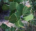 Banksia coccinea foliage