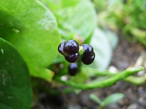 Archivo:Basella alba-1