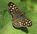 Bird-damaged Speckled Wood Pararge aegeria