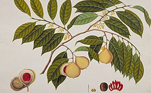 Archivo:Booa Palla; Nutmeg; Myristica moschata (William Farquhar Collection, 1819–1823)
