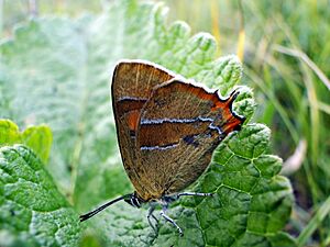 Archivo:Butterfly (8368857356)