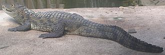 Archivo:Caiman crocodylus crocodylus