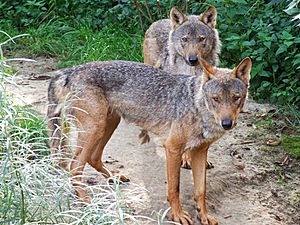Archivo:Canis lupus signatus (Kerkrade Zoo) 02