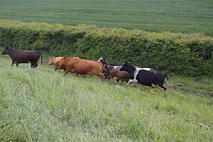 Archivo:Cattle stampede^ - geograph.org.uk - 440017