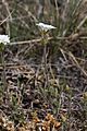 Cerastium arvense 5618