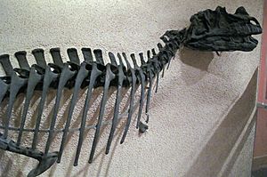 Archivo:Ceratosaurus holotype