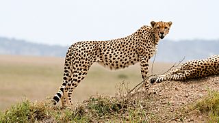 Cheetah, Serengeti (16867081780)