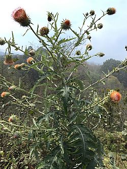 Cirsium ehrenbergii. Jalacingo. Ver.Mex.Axcan.JPG