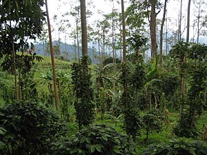 Archivo:Coffee farm in Colombia
