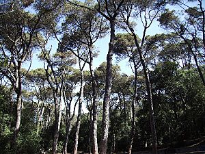 Archivo:Collserola 11juny 06 002