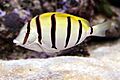 Convict Surgeonfish, Acanthurus triostegus