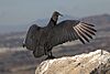 Coragyps atratus Mexico.jpg