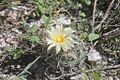 Coryphantha pseudonickelsiae 1