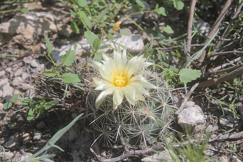 Coryphantha pseudonickelsiae 1