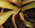 Dionaea muscipula growth time-lapse