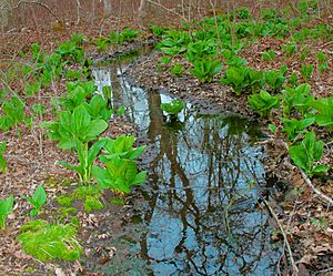 Archivo:Eastern Skunk Cabbage along brook in sprintime