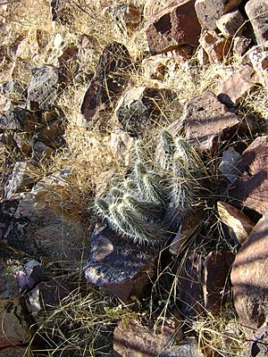 Archivo:Echinocereus schereri (2)