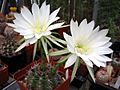 Echinopsis boyuibensis1PCJO
