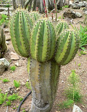 Archivo:Echinopsis terscheckii 1
