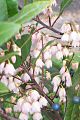 Elaeocarpus reticulatus flowers & fruit