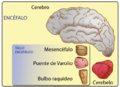 Encéfalo