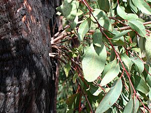 Archivo:Epicormic Shoots from an Epicormic Bud on Eucalyptus following Bushfire 2, near Anglers Rest, Vic, Aust, jjron 27.3.2005