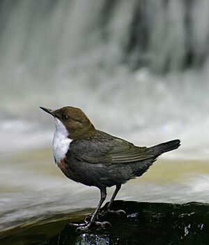 Archivo:Eurasian White-fronted Dipper, C cinclus