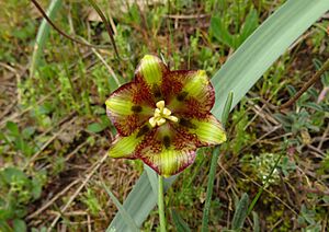 Archivo:Fritillaria lusitanica 2601