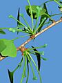 Ginkgo biloba 006