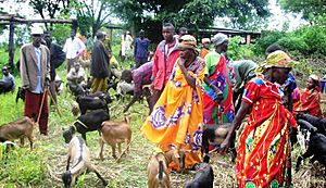 Archivo:Karuzi Burundi goats