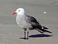 Larus heermanni13